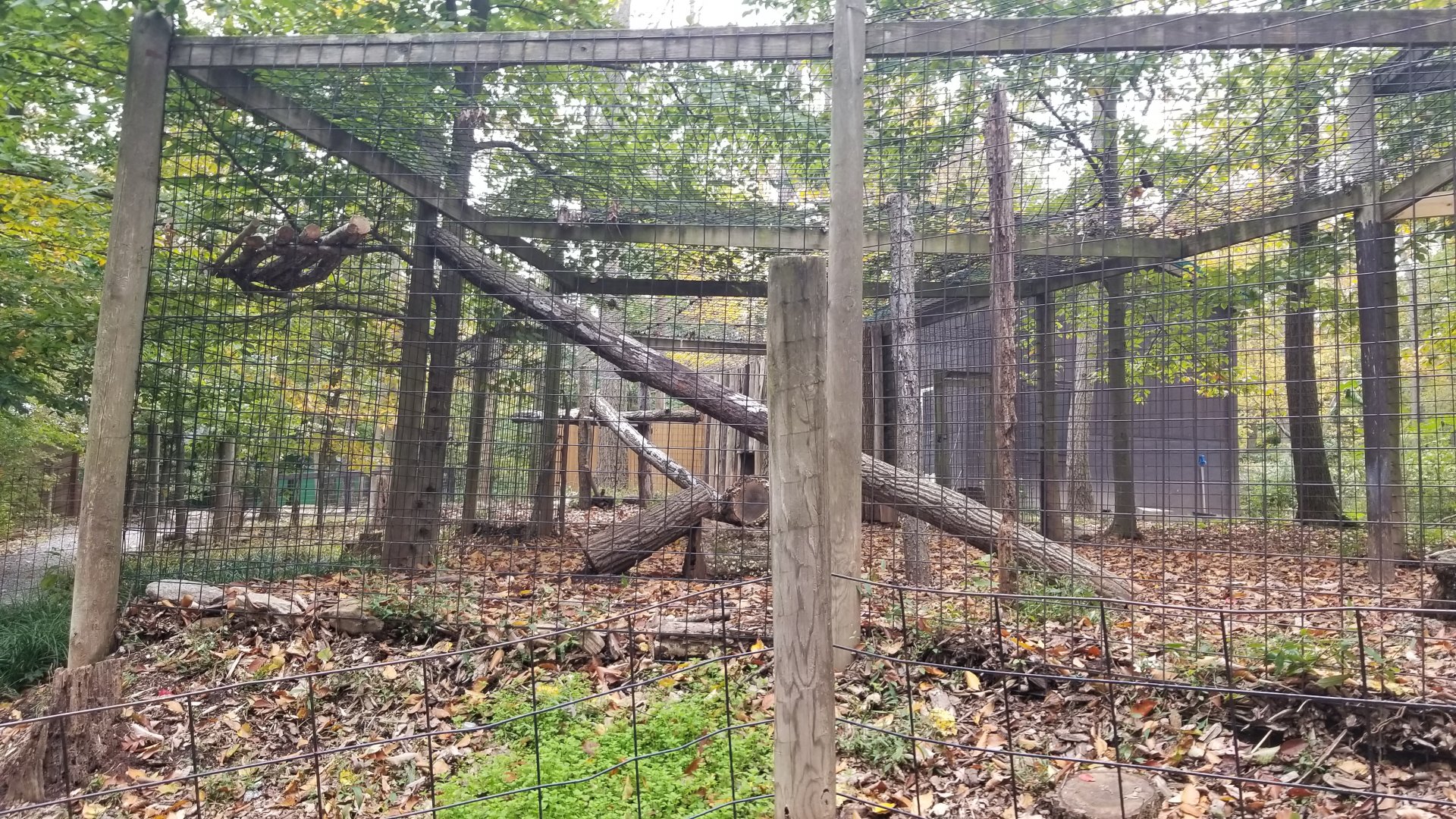 Catoctin Wildlife Preserve - Eurasian lynx exhibit