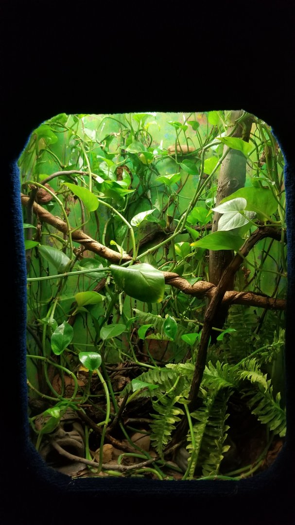 Catoctin Wildlife Preserve - Eyelash Vipers