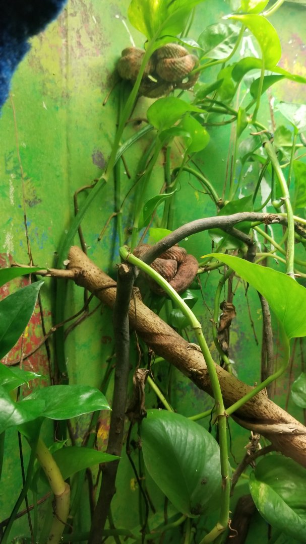 Catoctin Wildlife Preserve - Eyelash Vipers