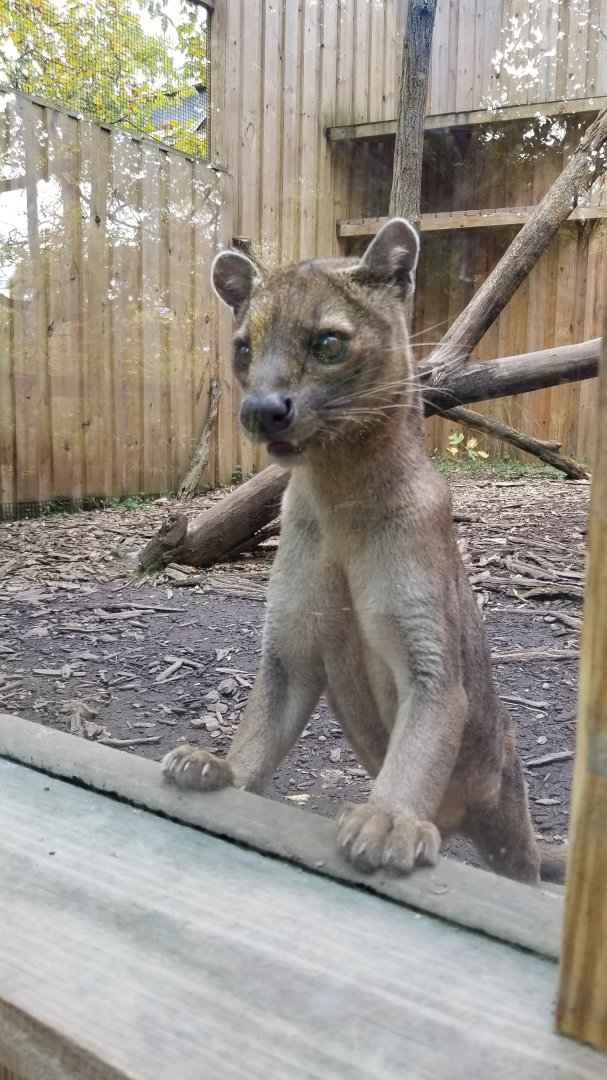 Catoctin Wildlife Preserve - Fossa <3