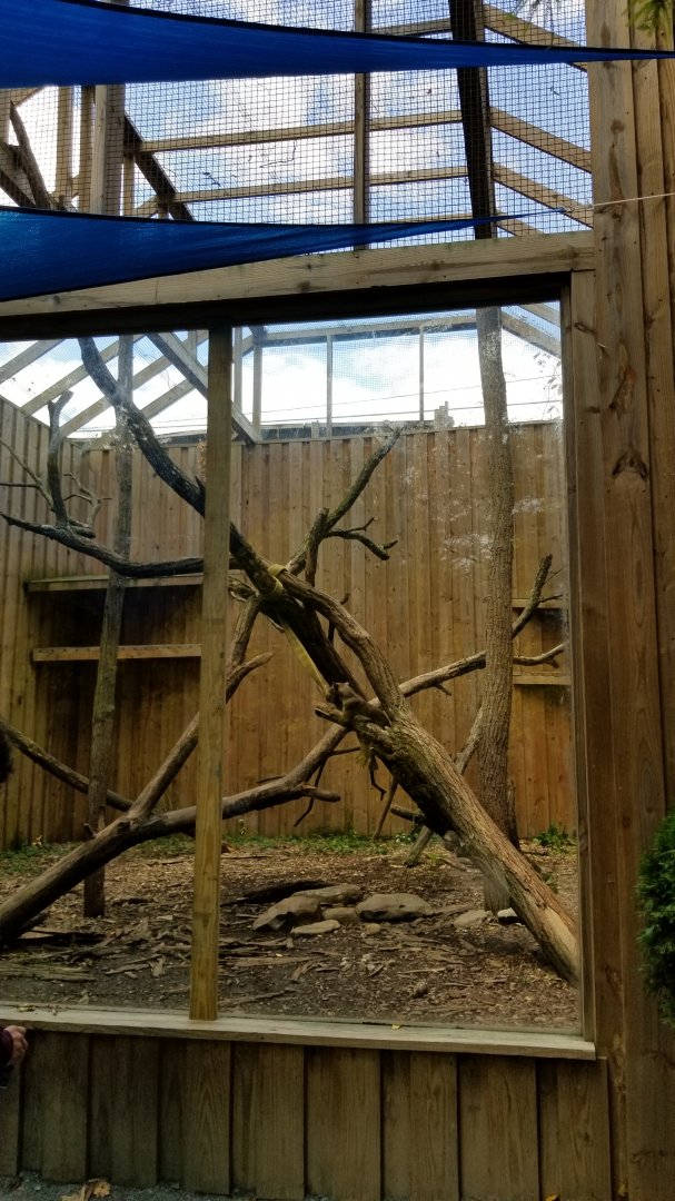 Catoctin Wildlife Preserve - Fossa exhibit