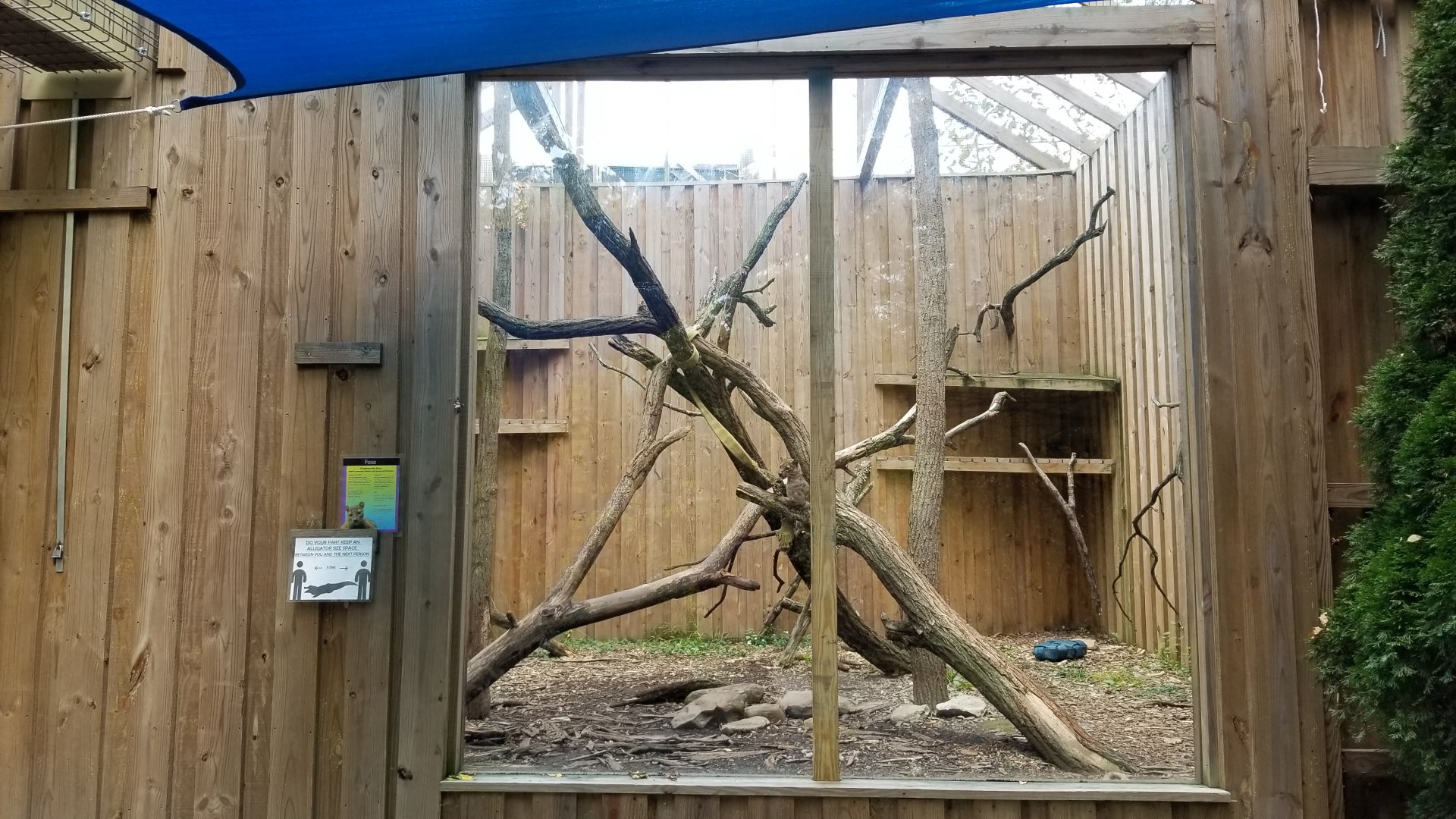 Catoctin Wildlife Preserve - Fossa exhibit