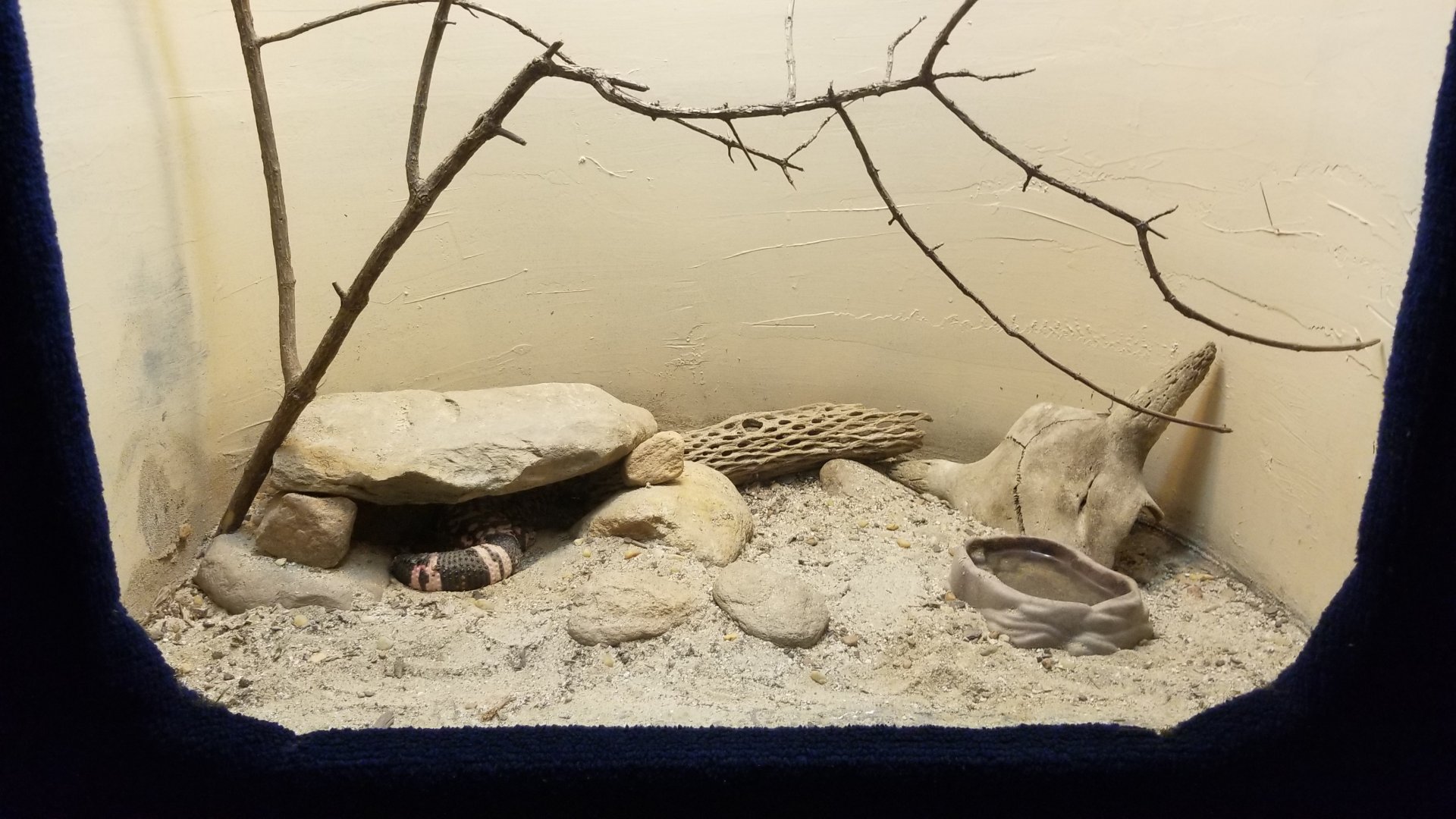 Catoctin Wildlife Preserve - Gila Monster