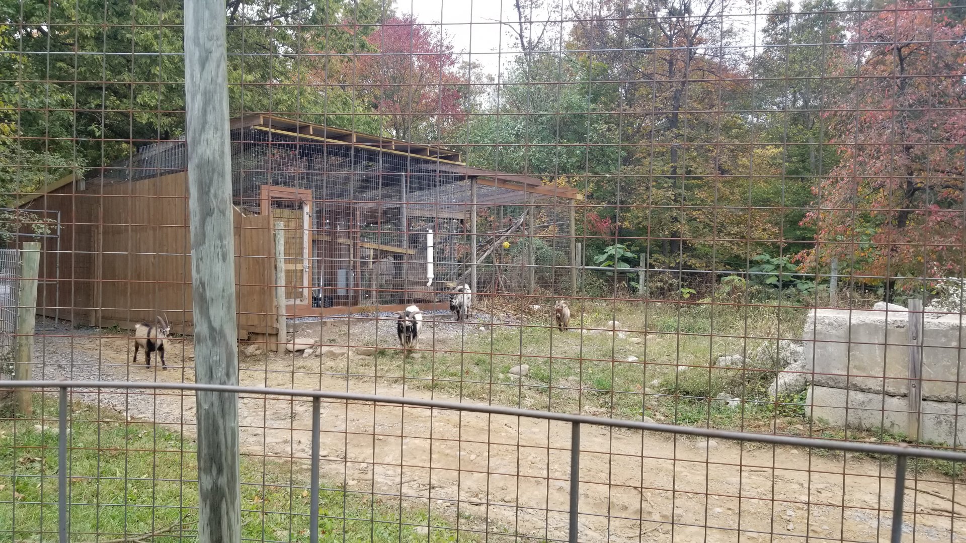 Catoctin Wildlife Preserve - Goats around back of Patas Monkey exhibit