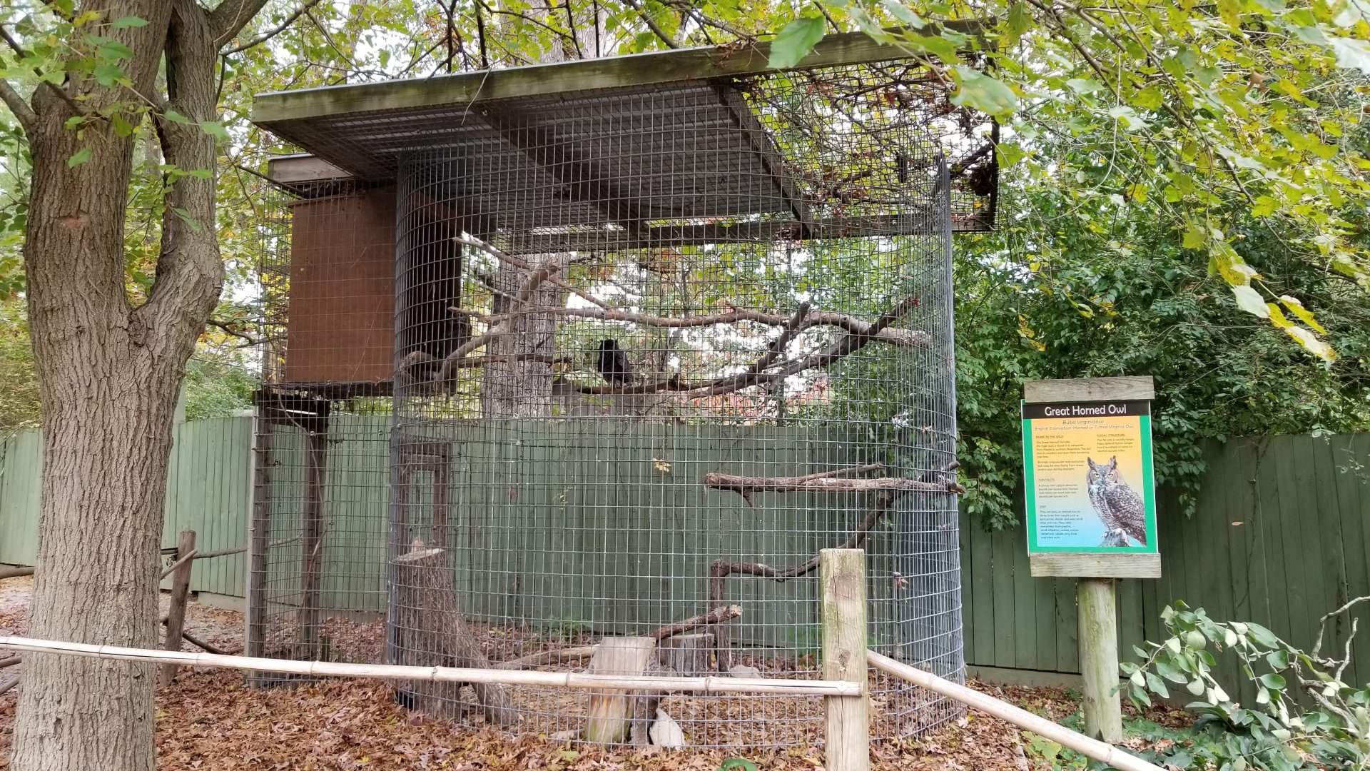 Catoctin Wildlife Preserve - Great Horned Owl