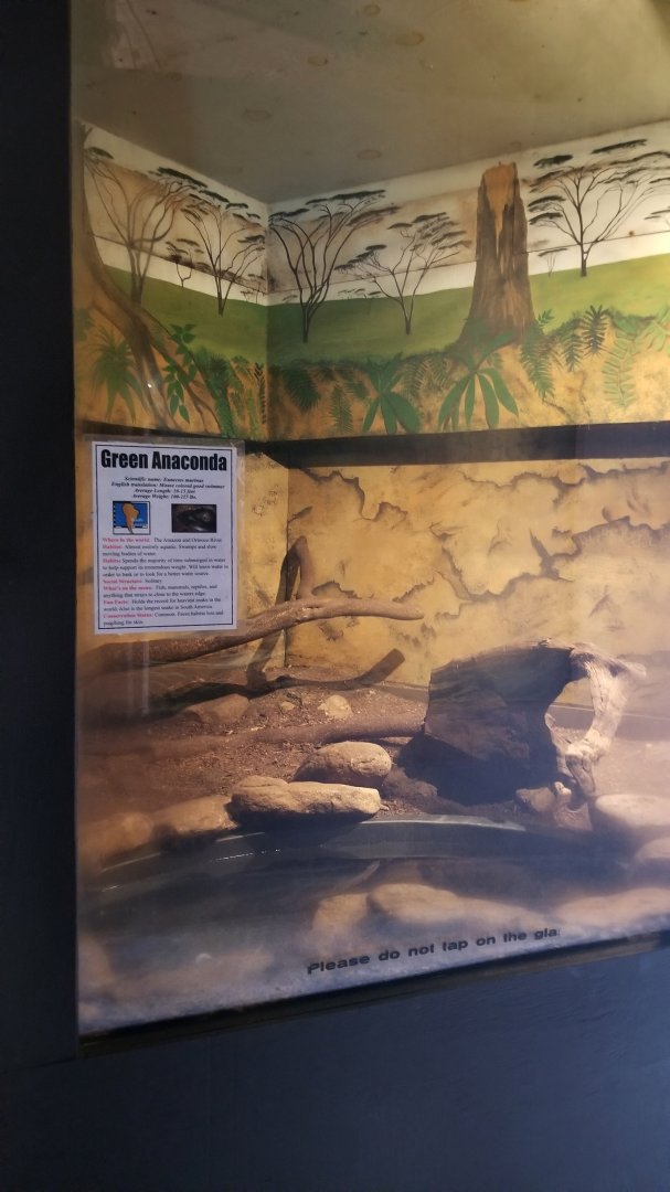 Catoctin Wildlife Preserve - Green anaconda