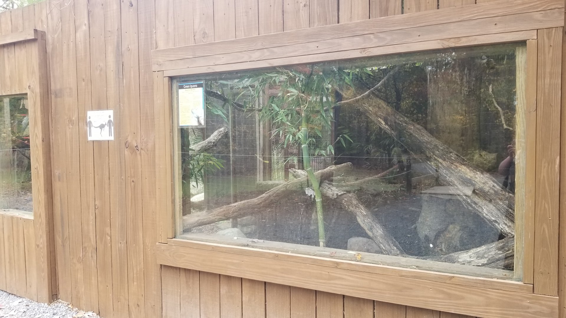 Catoctin Wildlife Preserve - Green Iguana