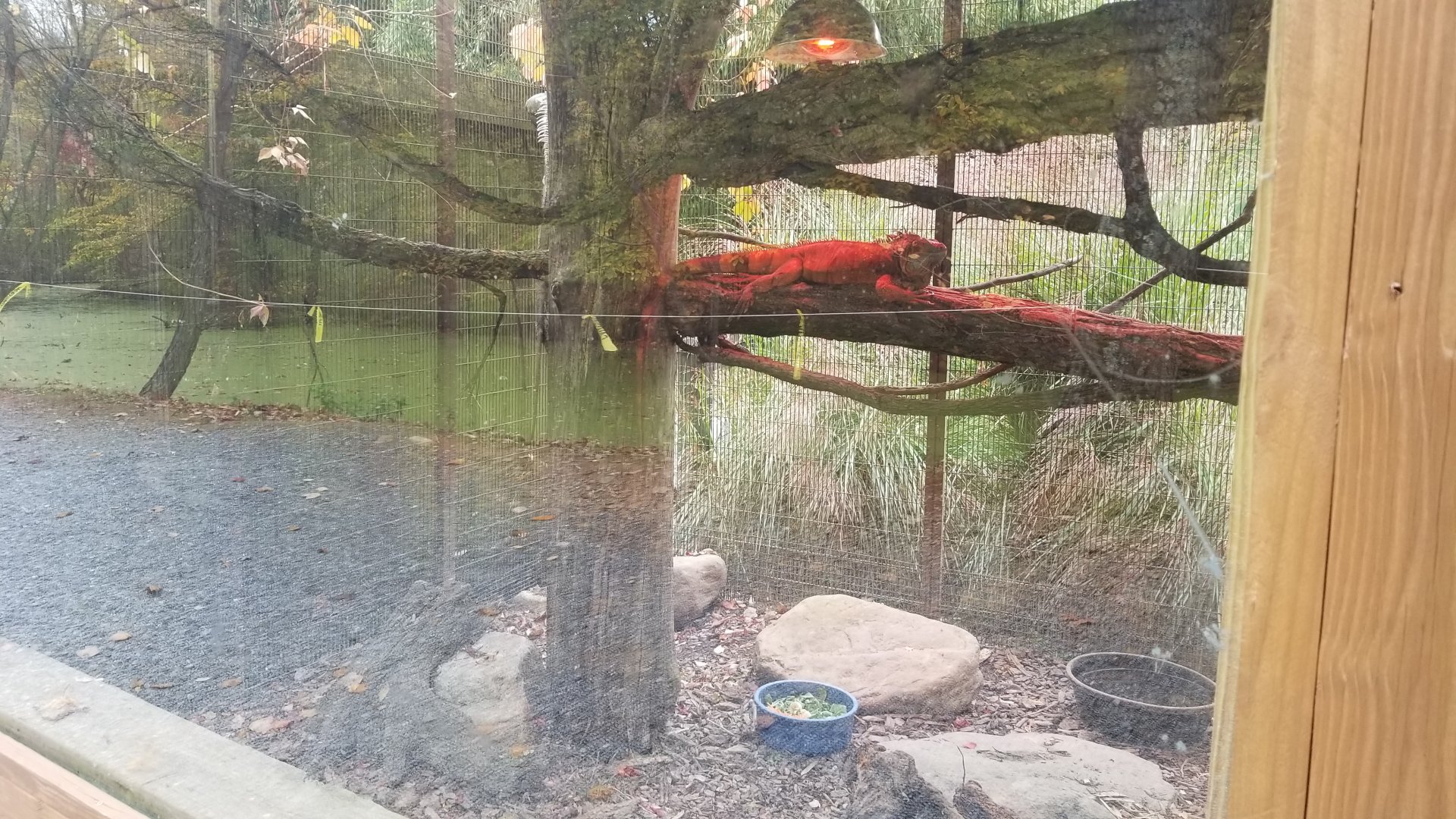 Catoctin Wildlife Preserve - Green, rhinoceros iguanas