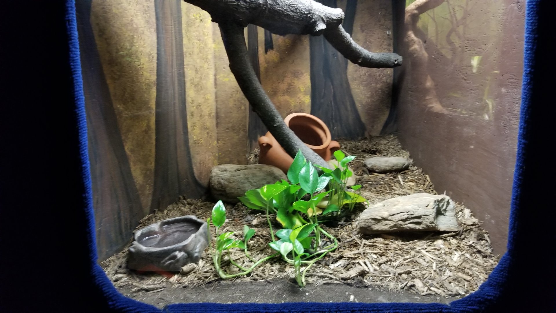 Catoctin Wildlife Preserve - Indochinese Spitting Viper exhibit (snake in pot)