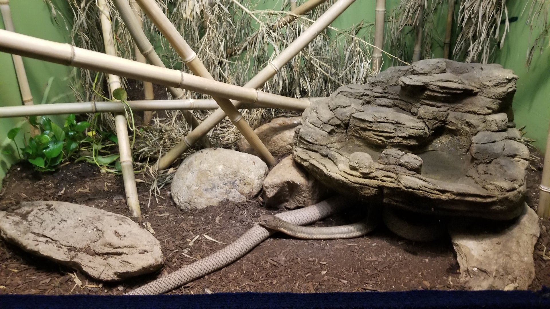 Catoctin Wildlife Preserve - King Cobra