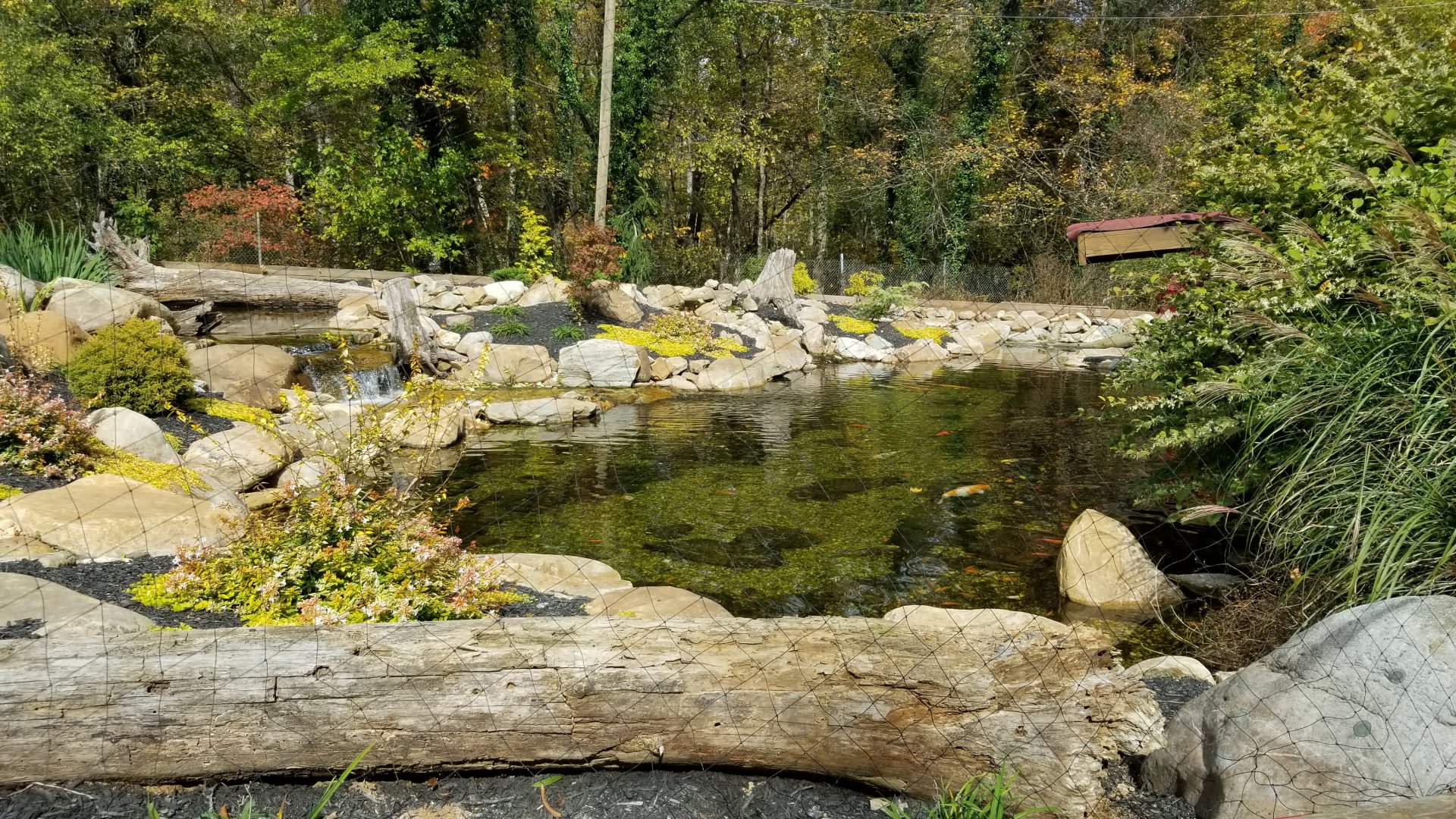 Catoctin Wildlife Preserve - Koi feeding area