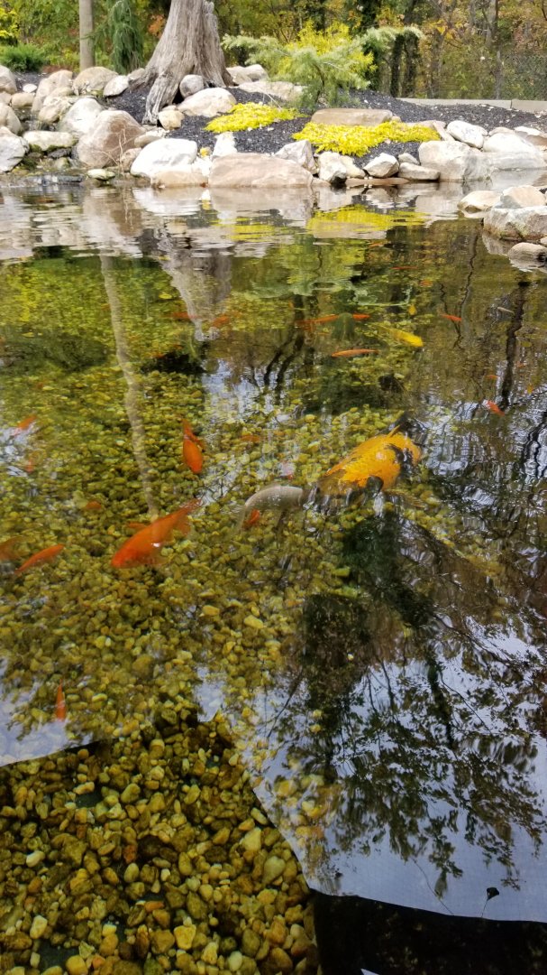 Catoctin Wildlife Preserve - Koi feeding area