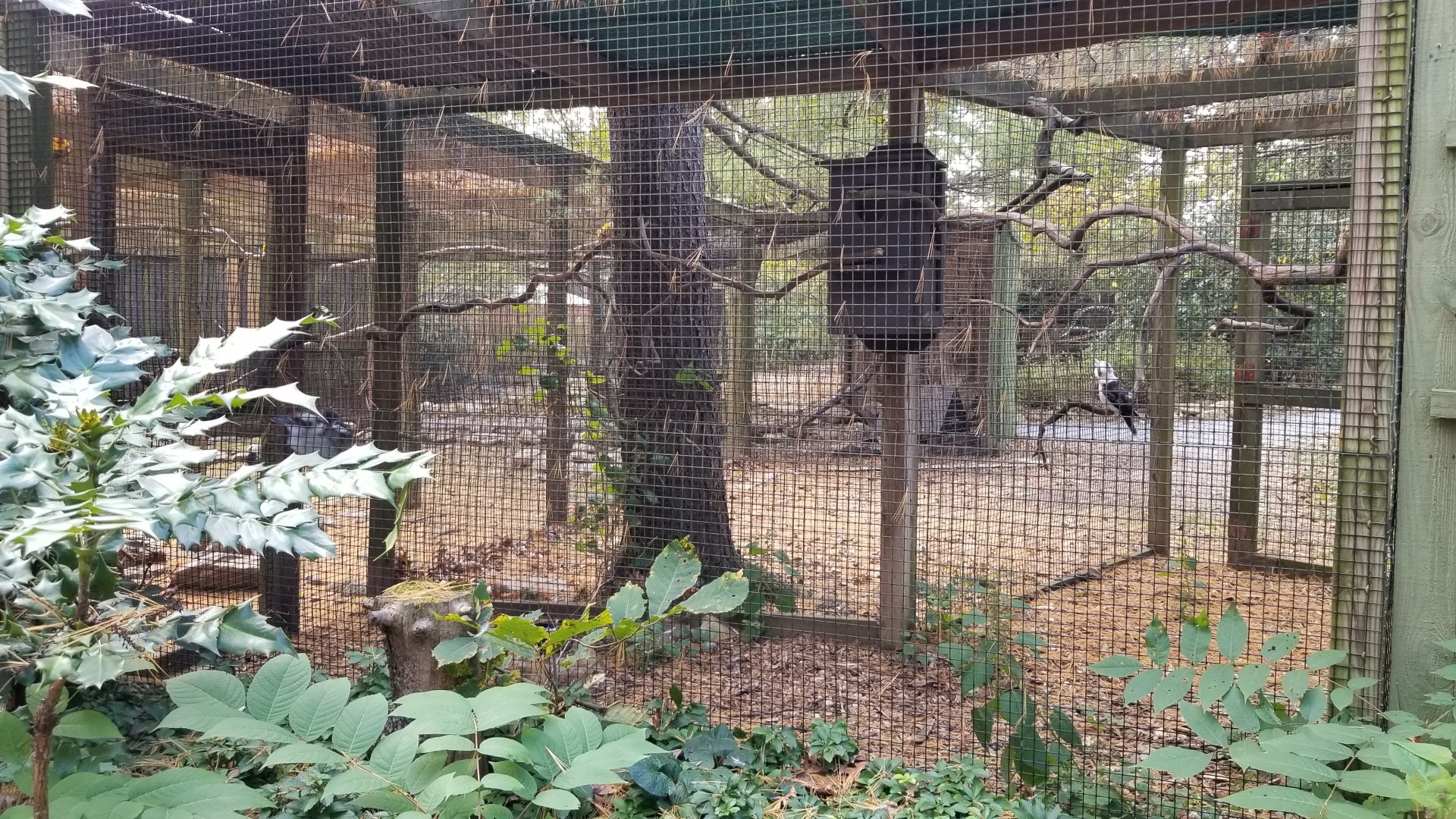 Catoctin Wildlife Preserve - Laughing Kookaburra