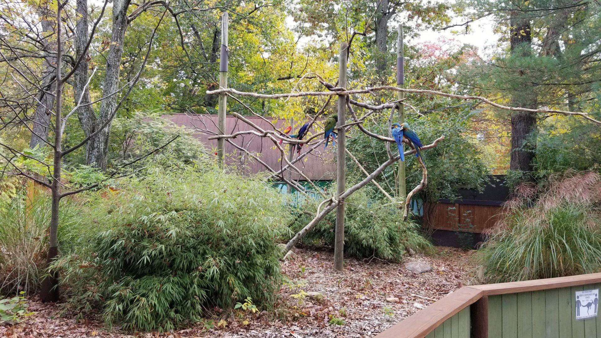 Catoctin Wildlife Preserve - Macaws