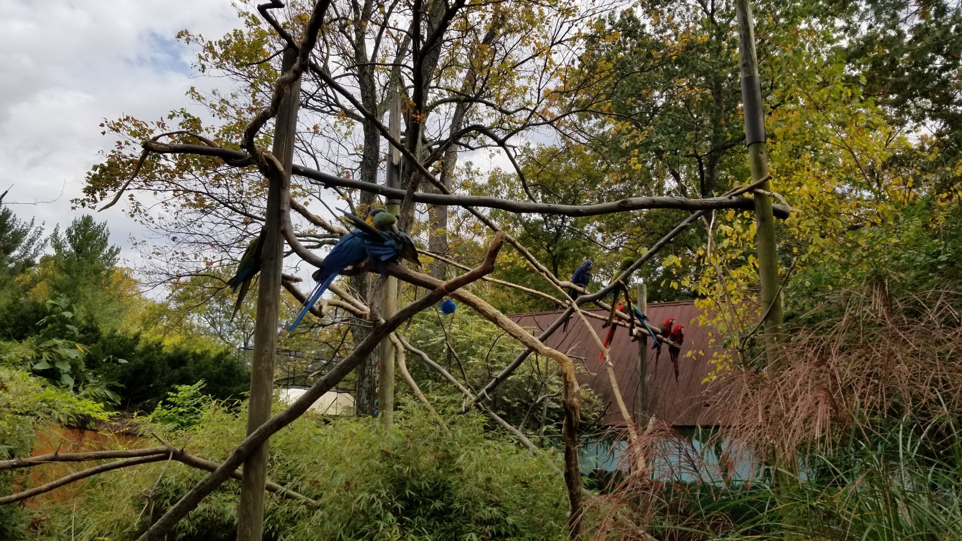 Catoctin Wildlife Preserve - Macaws