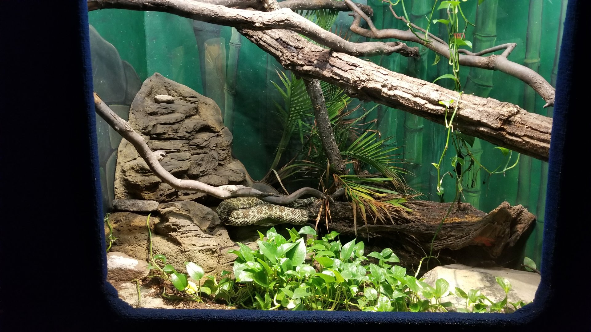 Catoctin Wildlife Preserve - Mangshan Pit Viper