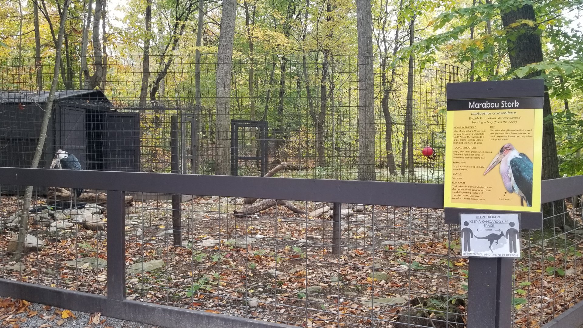 Catoctin Wildlife Preserve - Marabou Stork