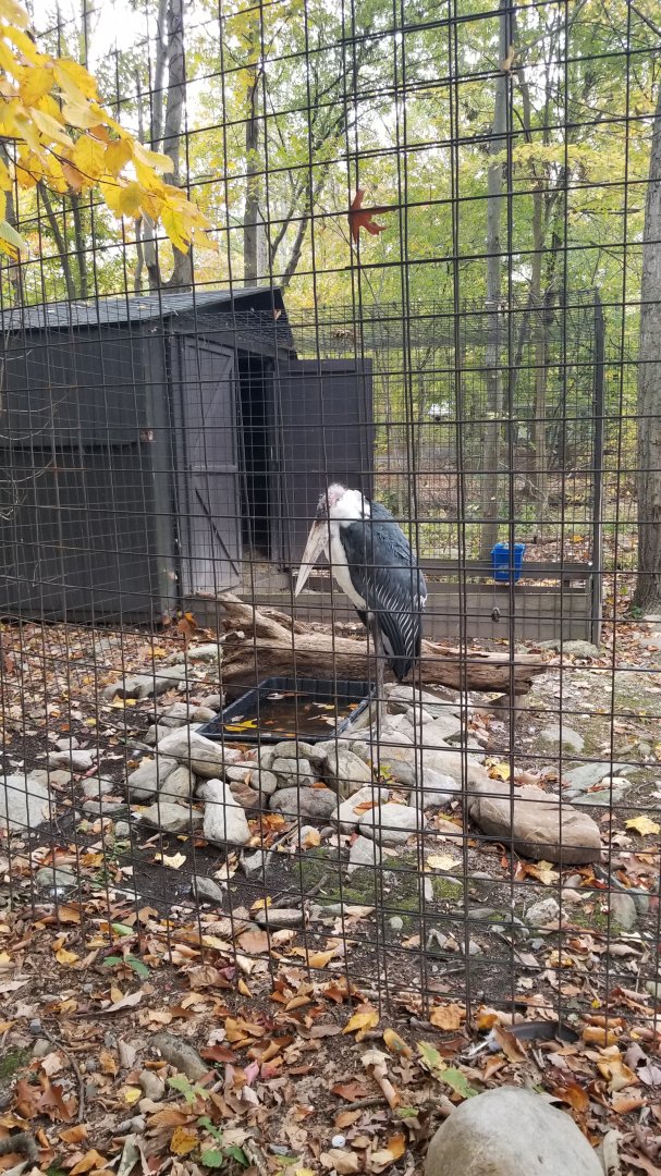 Catoctin Wildlife Preserve - Marabou Stork