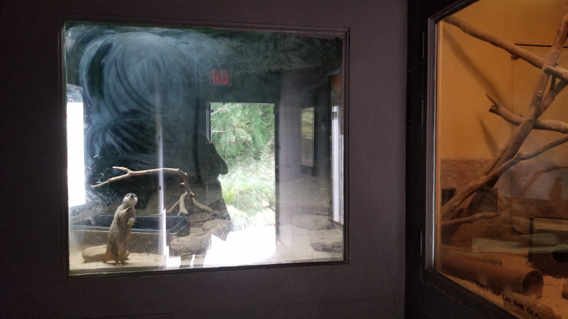 Catoctin Wildlife Preserve - Meerkats