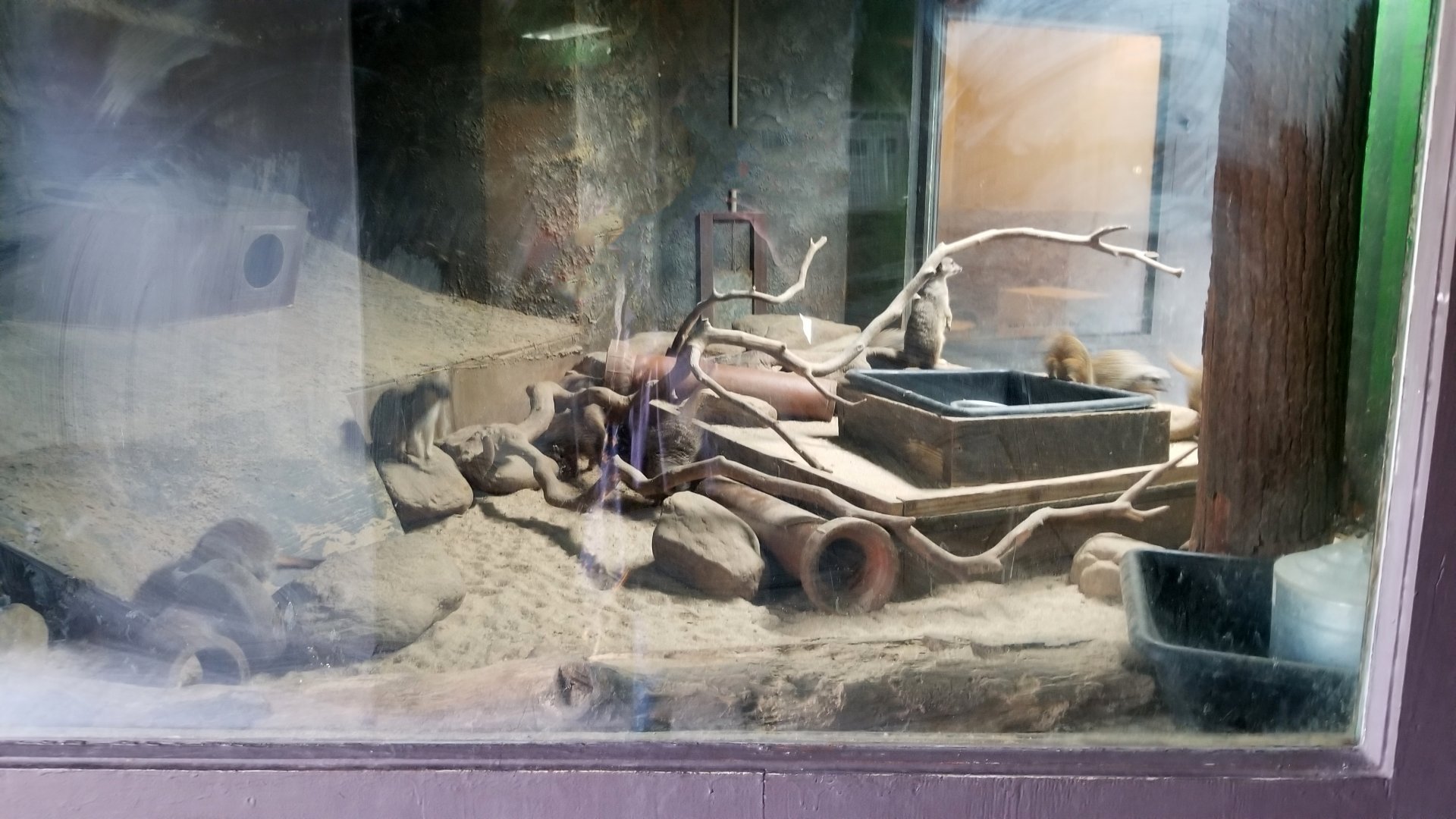 Catoctin Wildlife Preserve - Meerkats