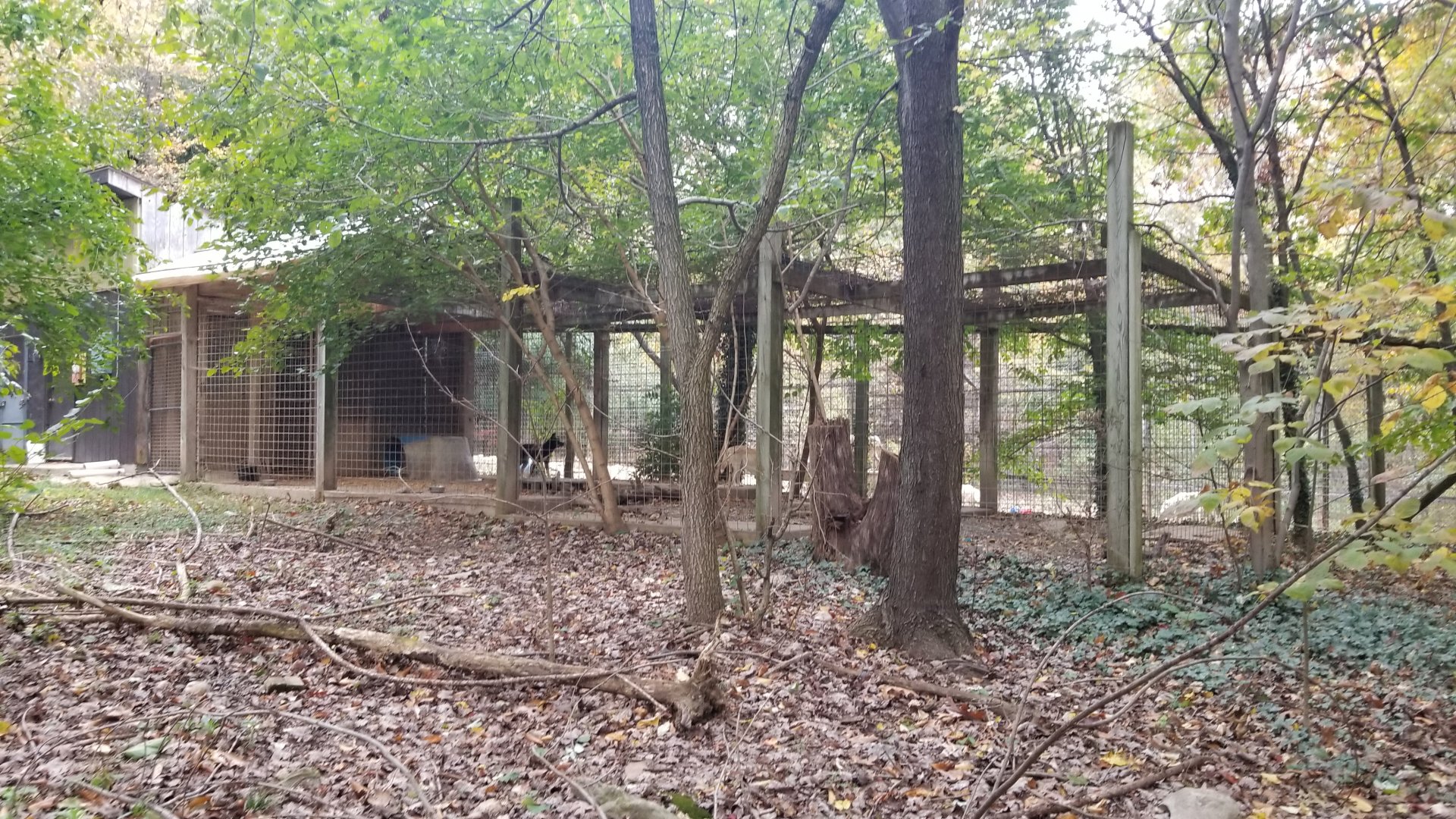 Catoctin Wildlife Preserve - New Guinea Singing Dogs