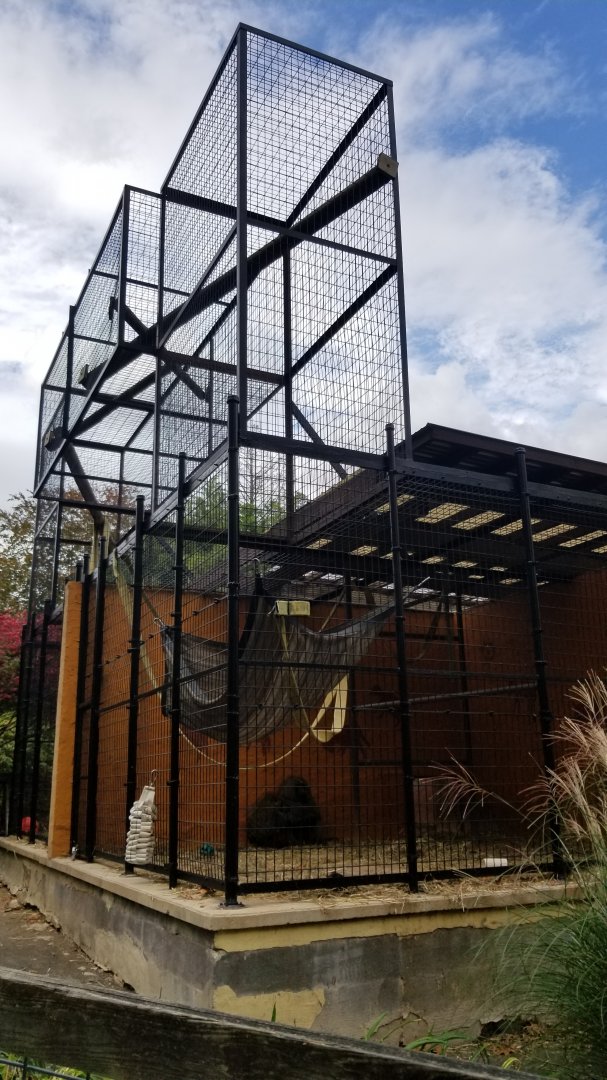 Catoctin Wildlife Preserve - Olive baboons