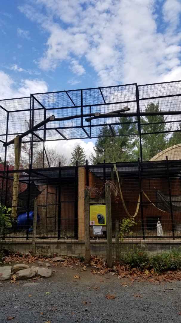 Catoctin Wildlife Preserve - Olive baboons