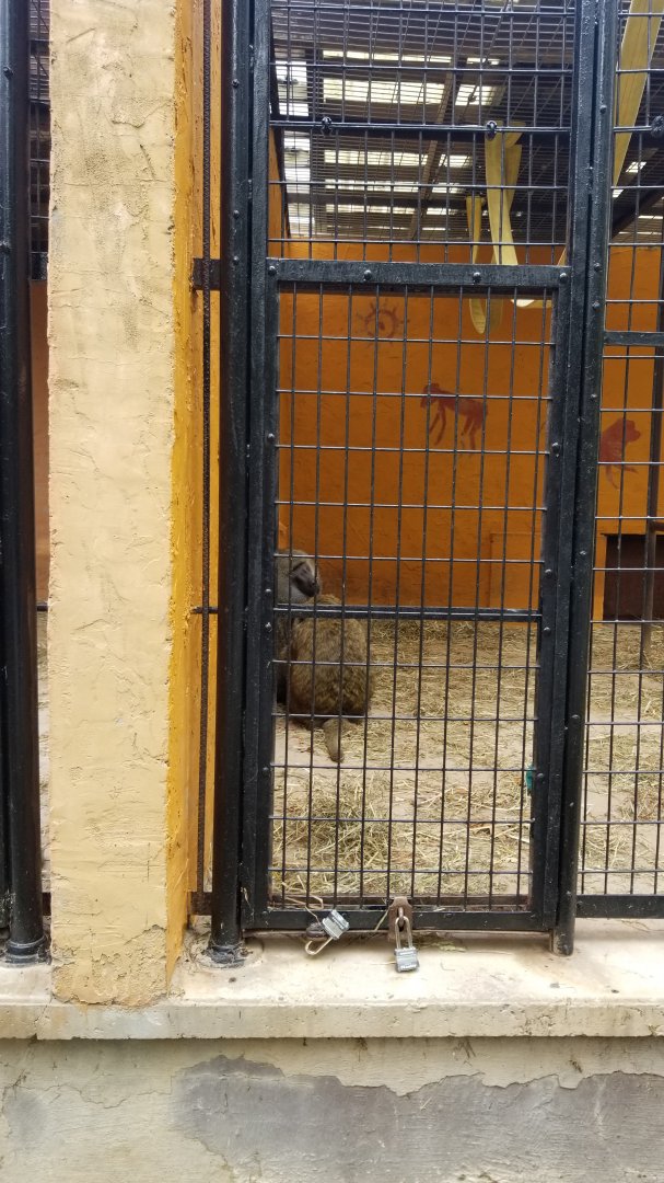 Catoctin Wildlife Preserve - Olive baboons