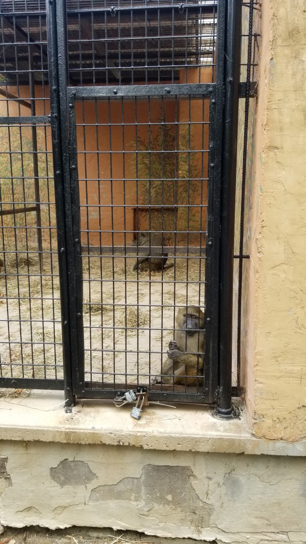 Catoctin Wildlife Preserve - Olive baboons