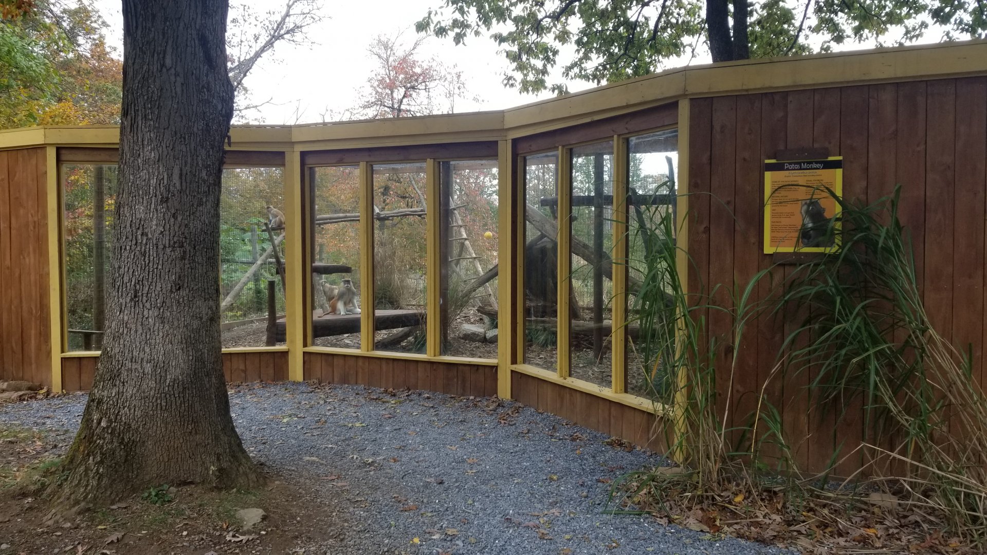 Catoctin Wildlife Preserve - Patas Monkey