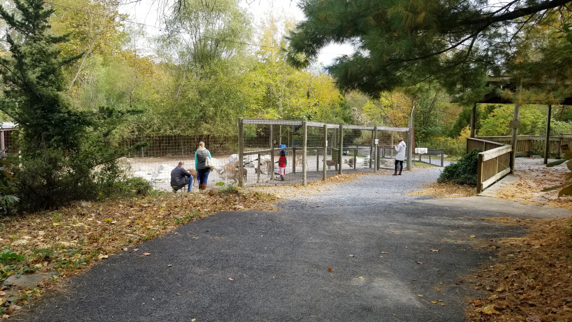 Catoctin Wildlife Preserve - Petting area #1, goats and fallow deer