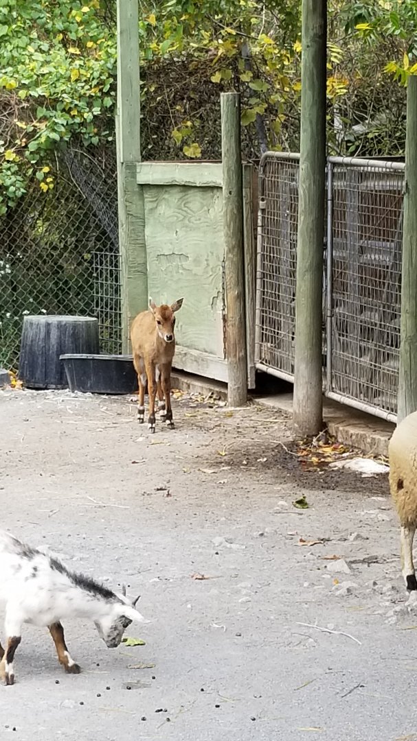 Catoctin Wildlife Preserve - Petting area #2 - baby Nilgai removed from mother