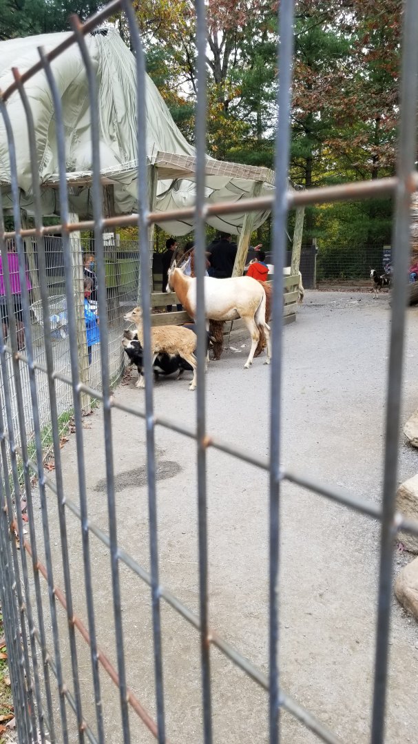 Catoctin Wildlife Preserve - Petting area #2