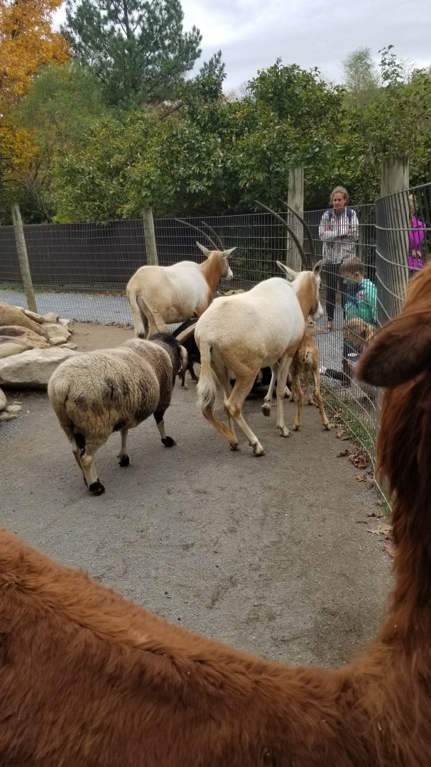 Catoctin Wildlife Preserve - Petting area #2