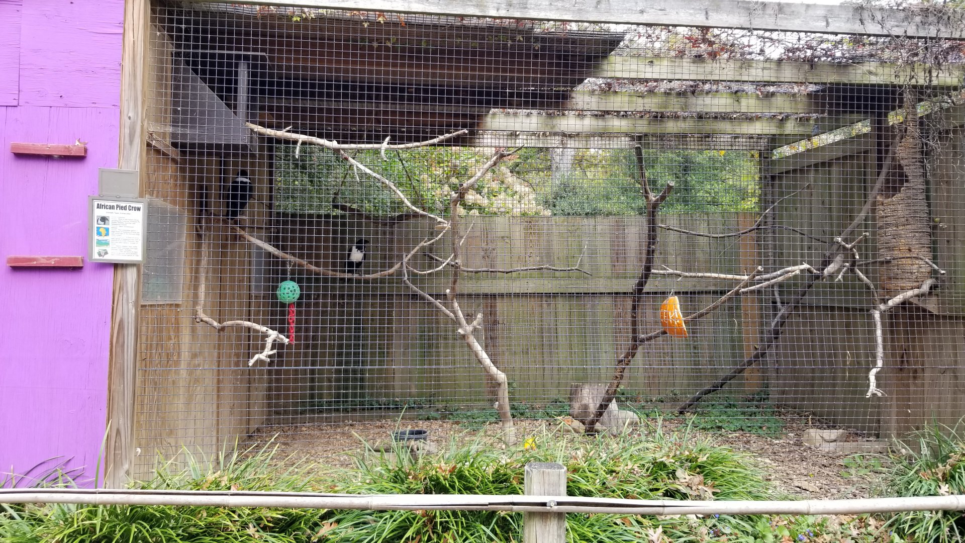 Catoctin Wildlife Preserve - Pied Crow