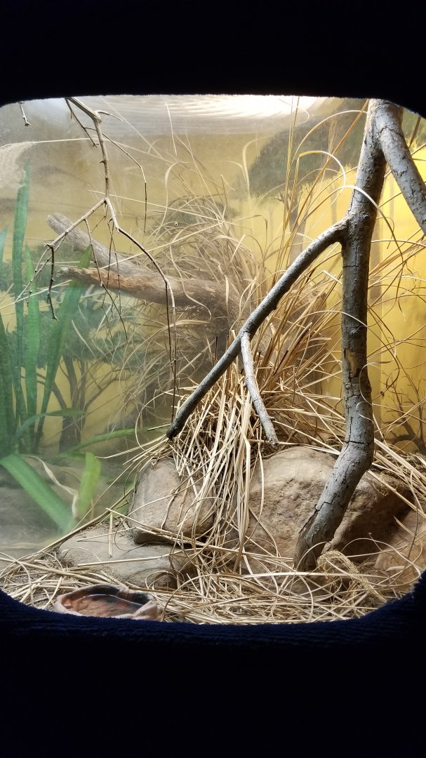 Catoctin Wildlife Preserve - Puff Adder