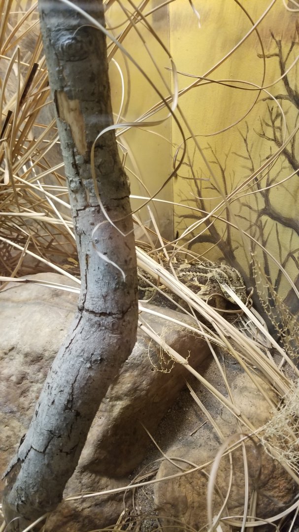 Catoctin Wildlife Preserve - Puff Adder