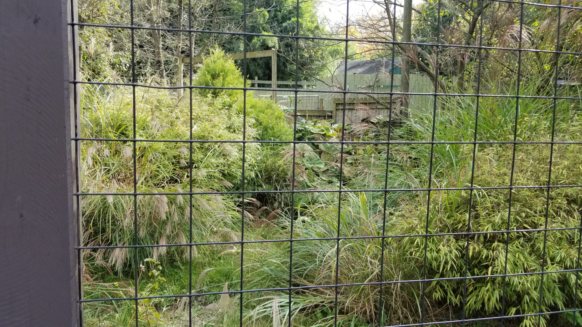 Catoctin Wildlife Preserve - Red Crowned Crane exhibit