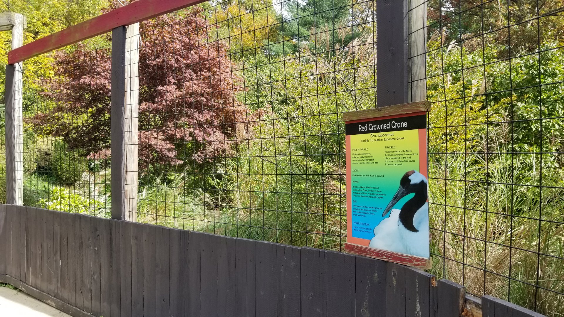 Catoctin Wildlife Preserve - Red Crowned Crane