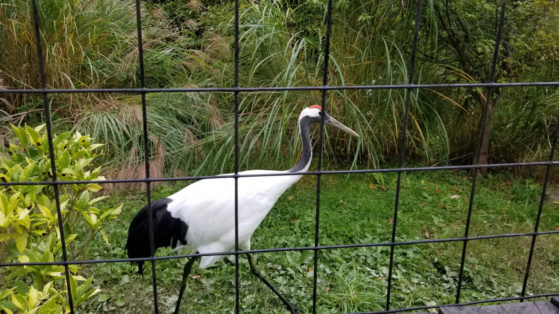 Catoctin Wildlife Preserve - Red Crowned Crane