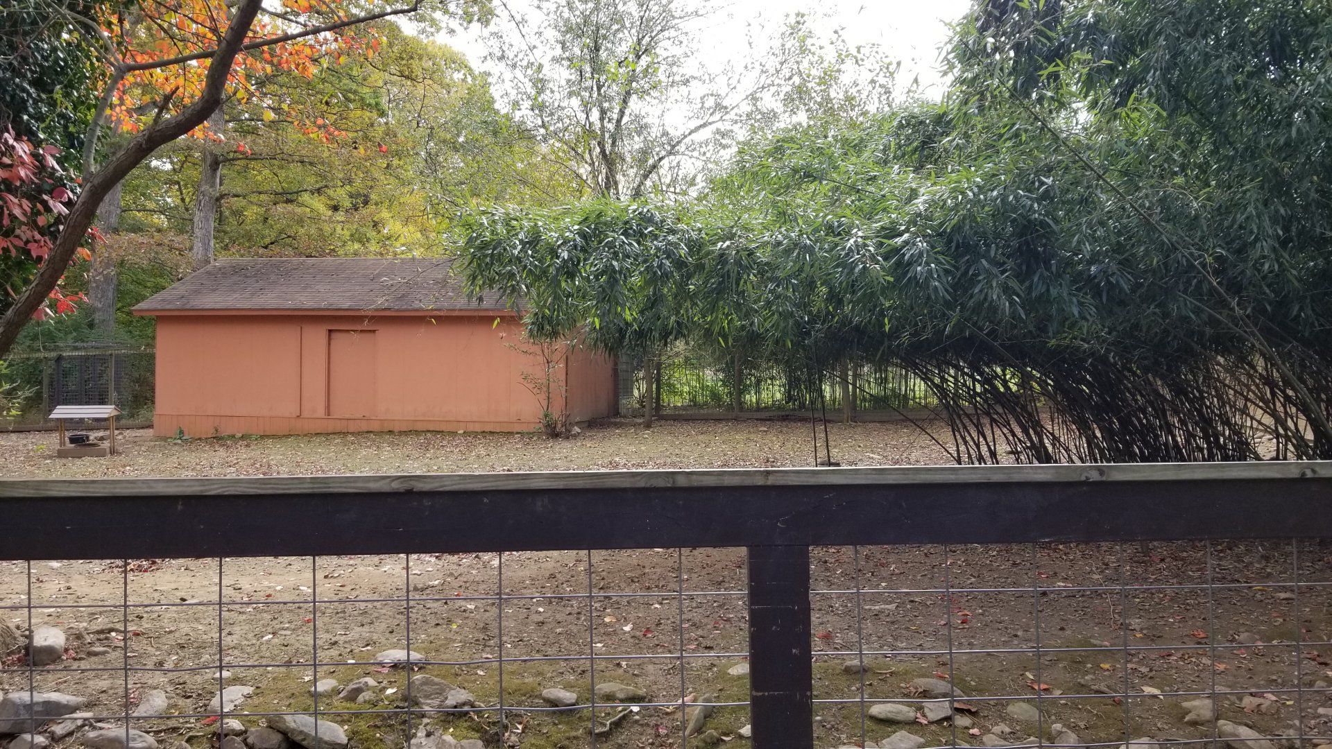 Catoctin Wildlife Preserve - Red Kangaroo, Bennett's Wallaby, Emu