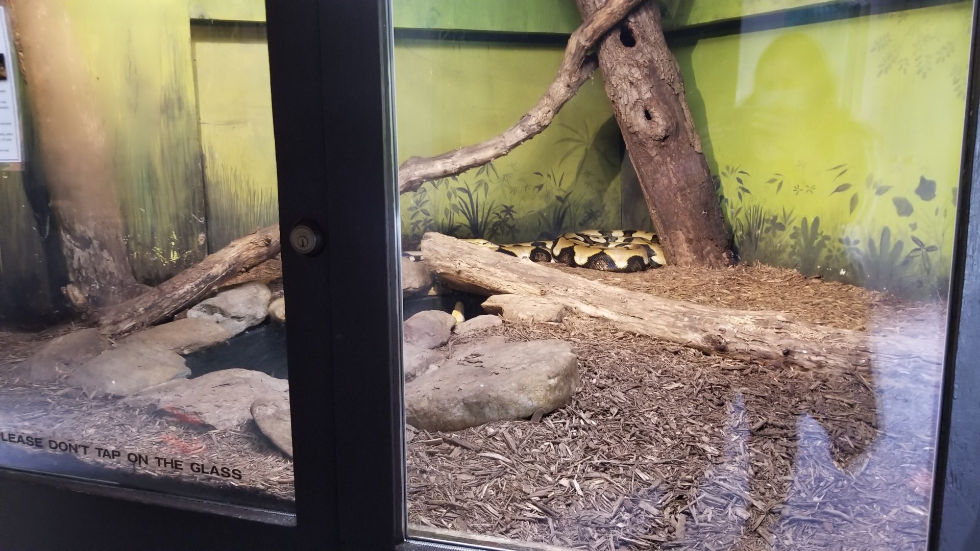 Catoctin Wildlife Preserve - Reticulated pythons