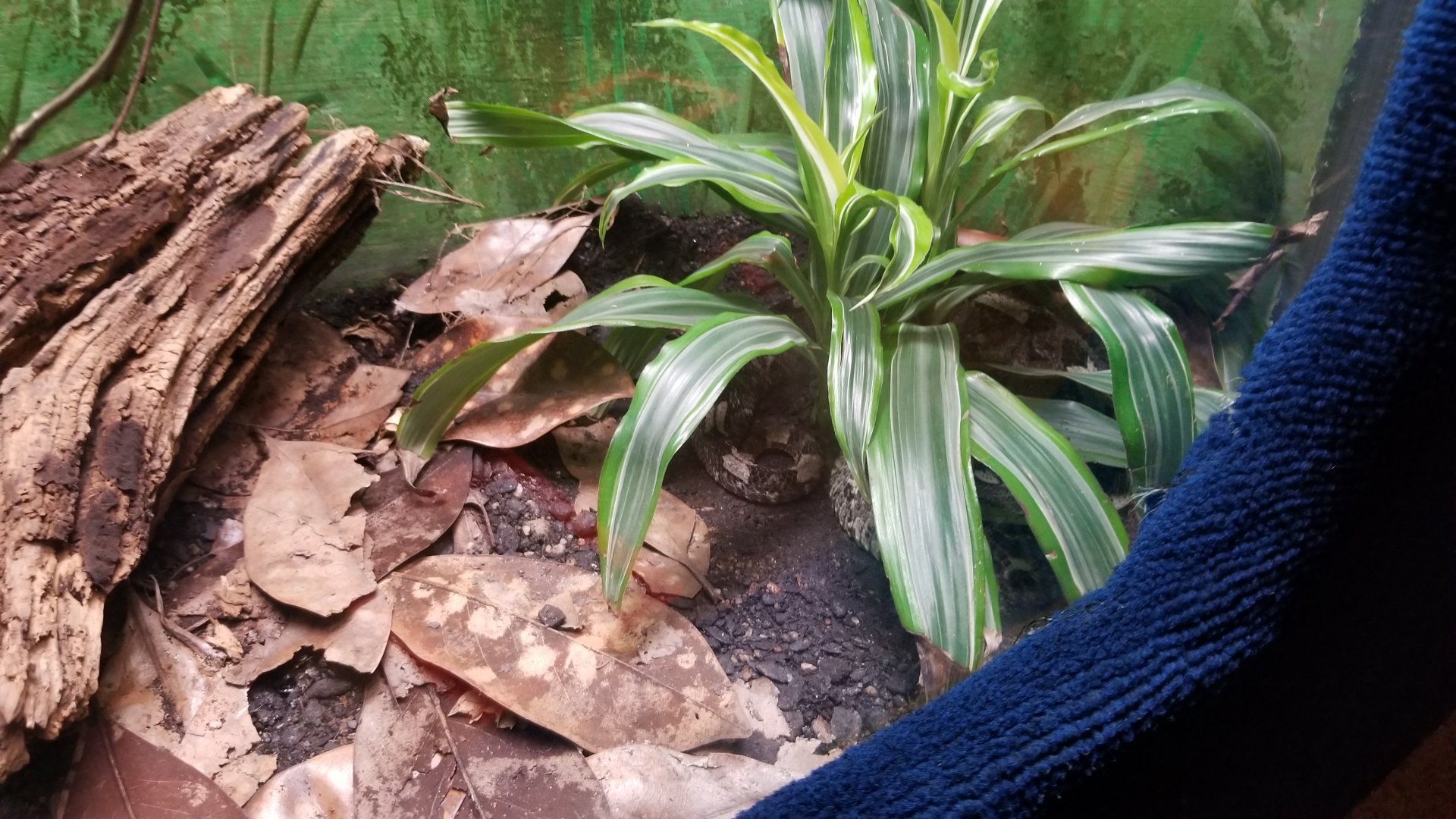 Catoctin Wildlife Preserve - Rhinoceros Viper