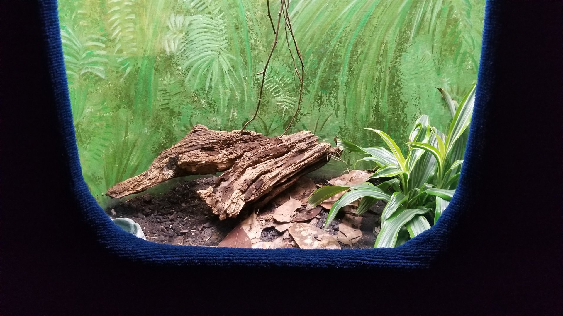 Catoctin Wildlife Preserve - Rhinoceros Viper