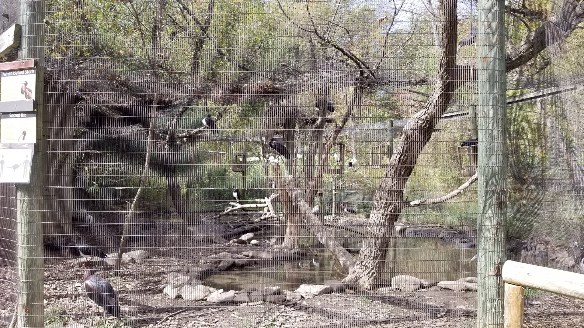 Catoctin Wildlife Preserve - Sacred Ibis, Abdim's Stork
