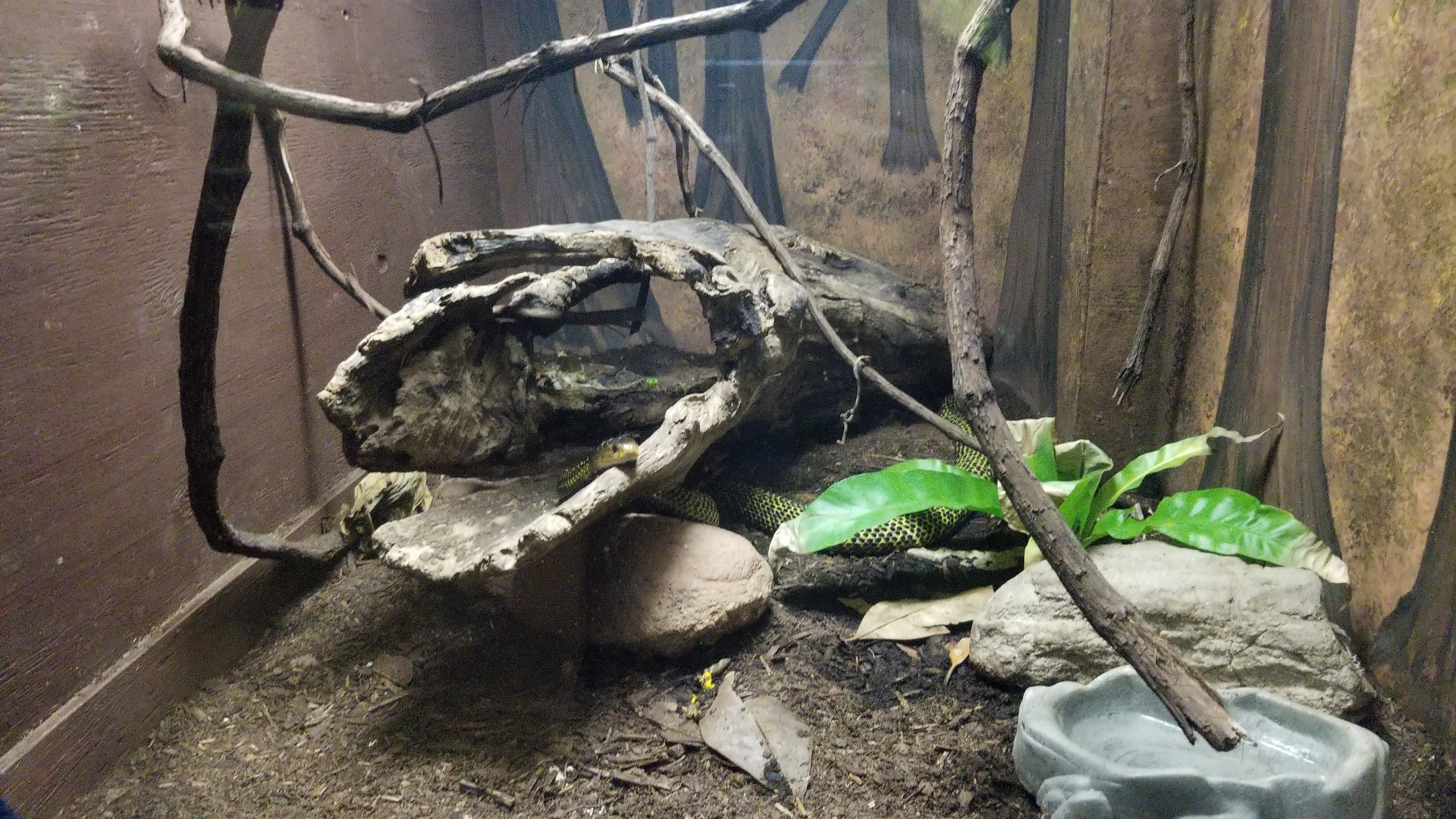 Catoctin Wildlife Preserve - Samar Cobra