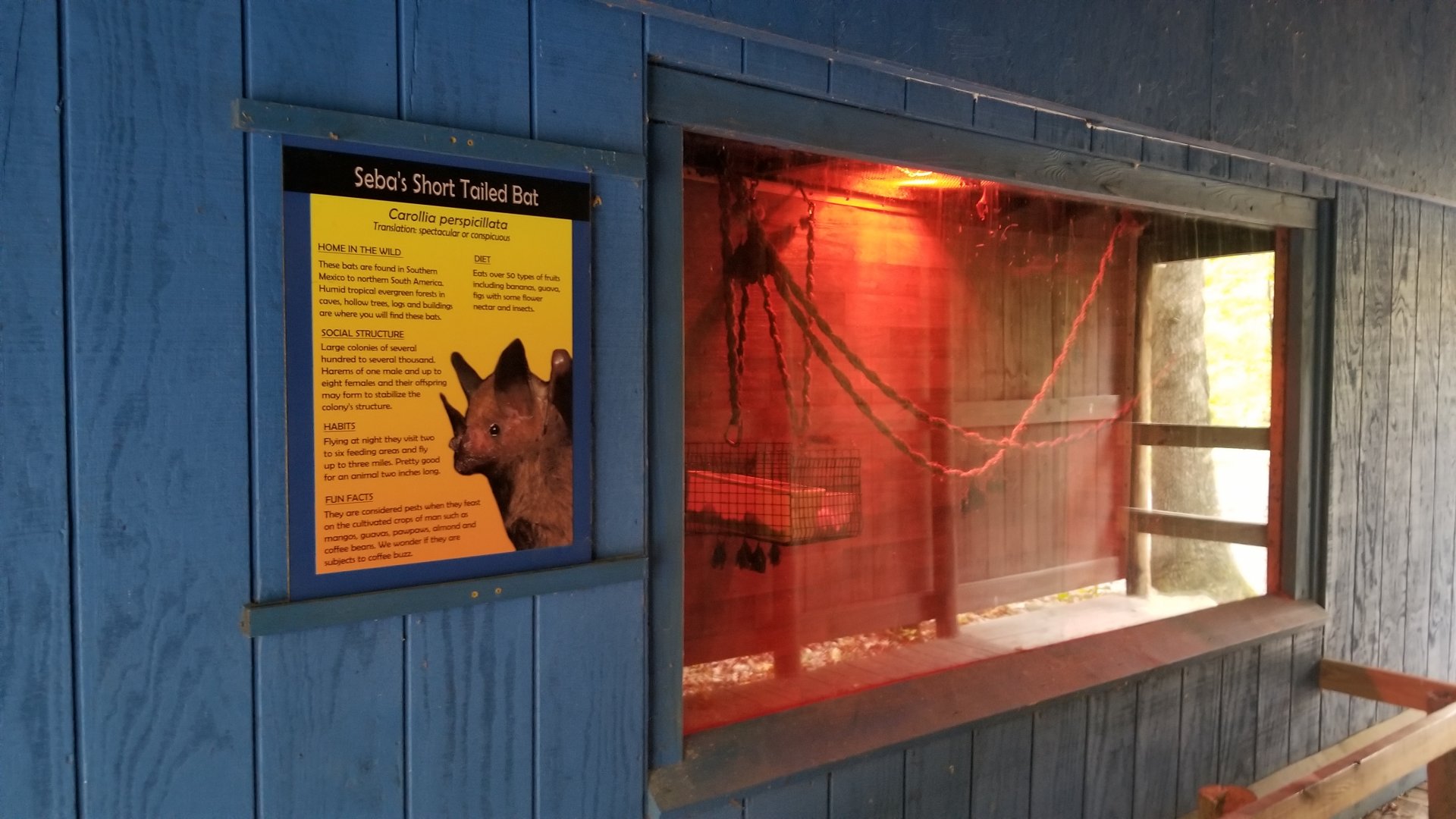 Catoctin Wildlife Preserve - Seba's Short-tailed Bat