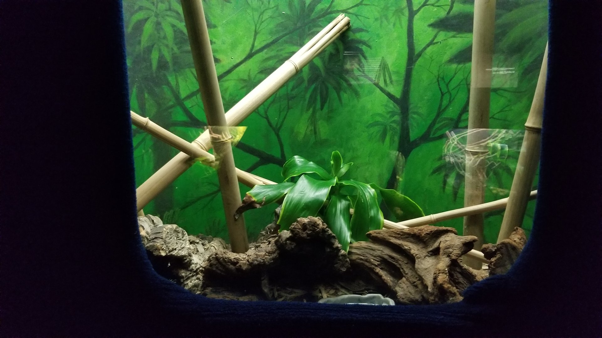 Catoctin Wildlife Preserve - Sharp-nosed Pit Viper exhibit