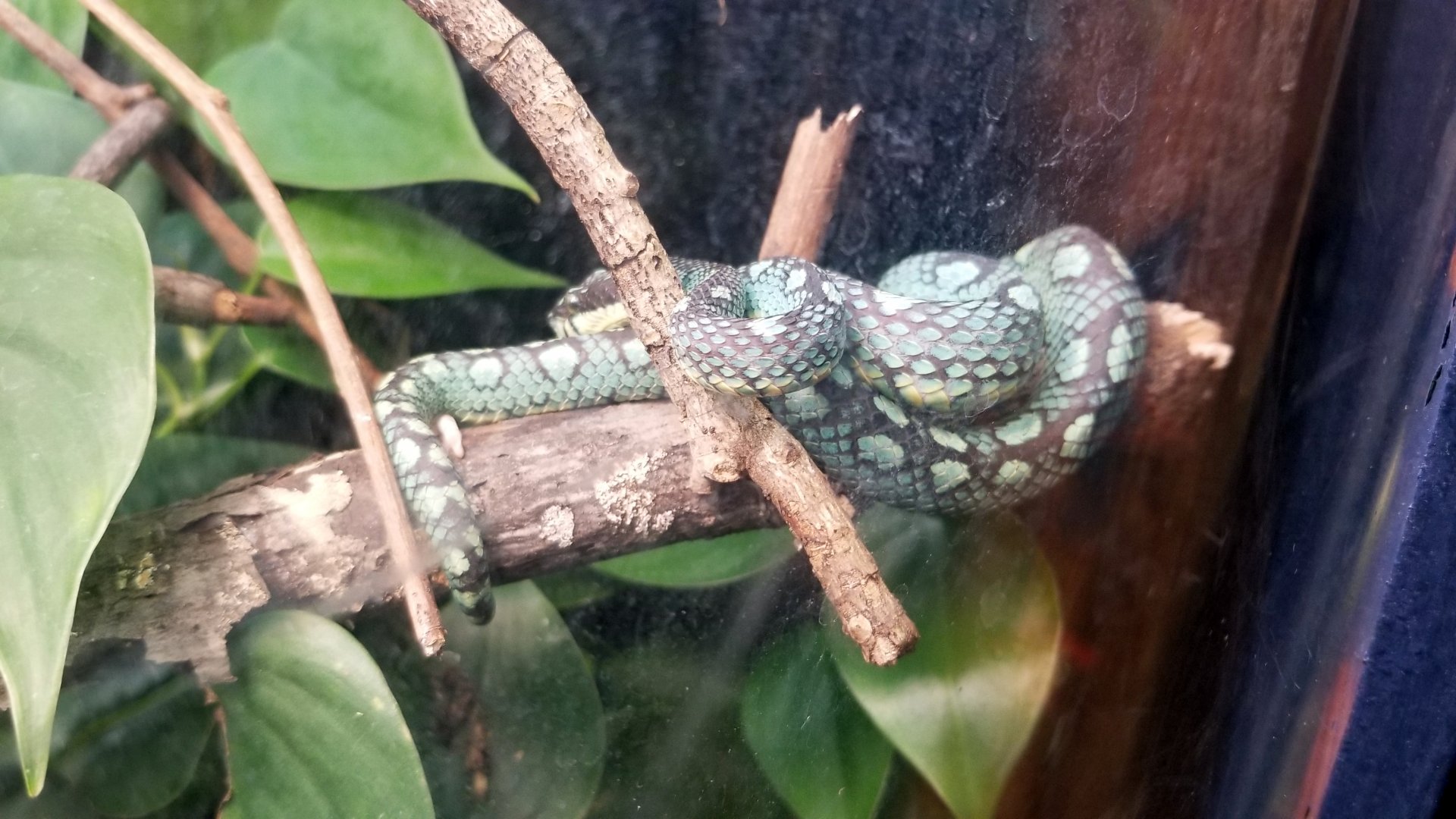 Catoctin Wildlife Preserve - Sri Lankan Pit Viper
