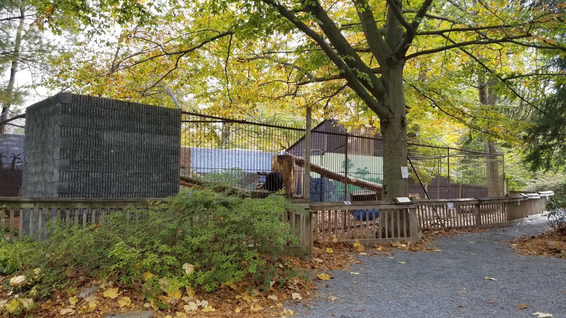 Catoctin Wildlife Preserve - Sun bears